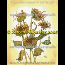 Dried Brown-eyed Susans